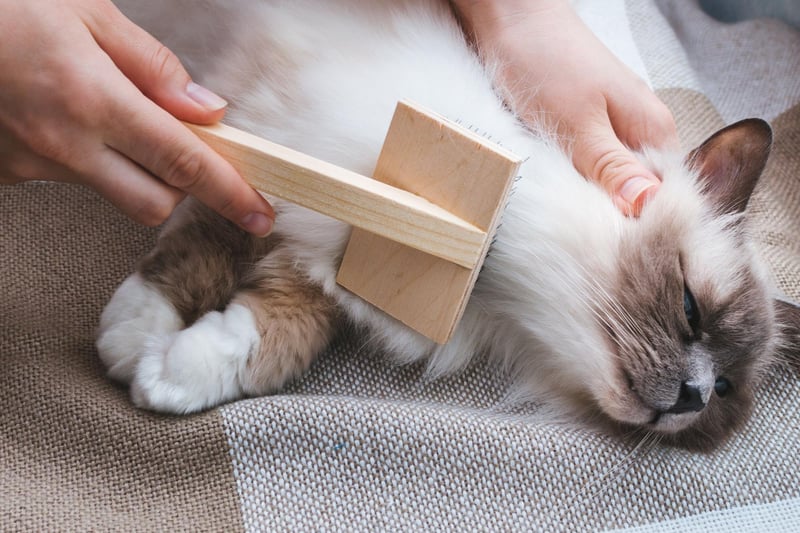 Cats are hardwired to hunt so giving them the chance to play games with feathers, toys, or a flirt pole, will allow them to connect with their true nature of hunting. For the best experience, ensure you change speed, direction and drop the toy so they can exhibit the kill pounce and crunch.