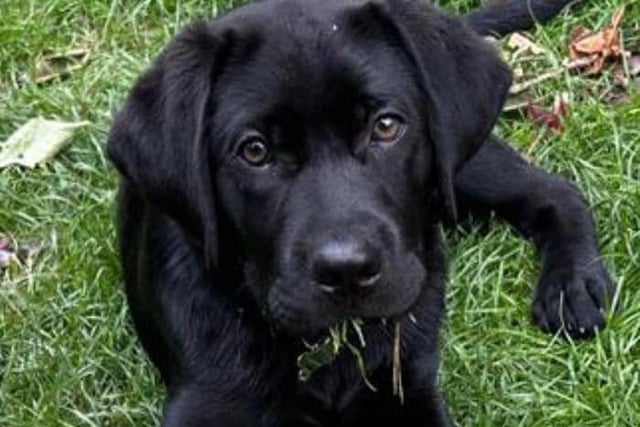 Denise Horne said: "15 weeks old and loves helping with the gardening."