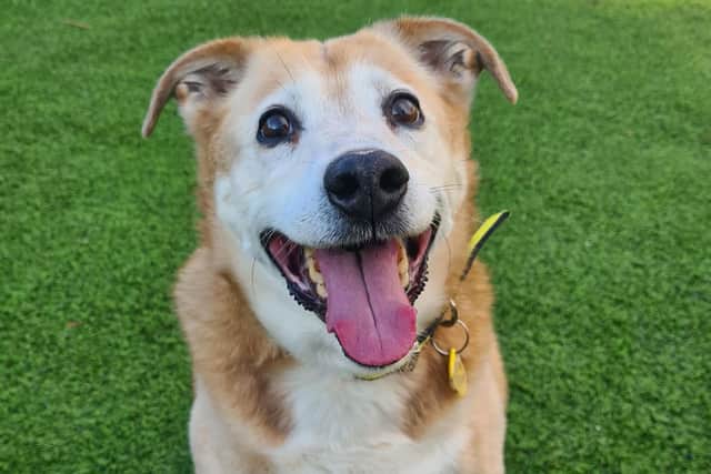 Older lady Poppy charms everyone she meets at Dogs Trust West Calder