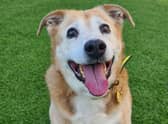 Older lady Poppy charms everyone she meets at Dogs Trust West Calder