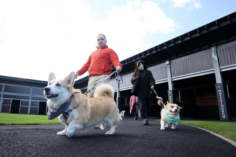 Runners in the Corgi Derby walk out at Musselburgh Racecourse.