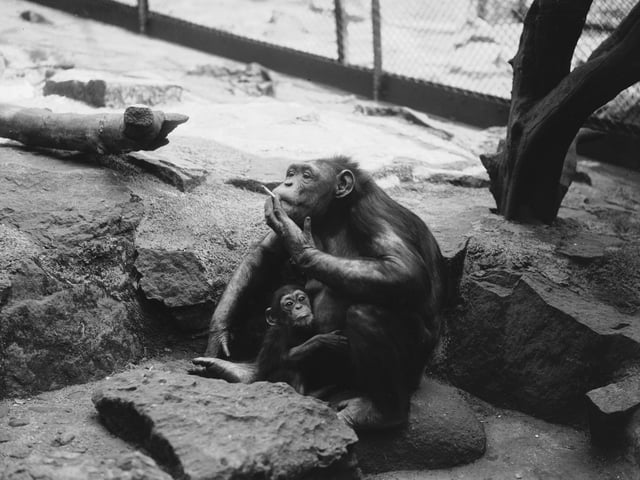 Wednesday the chimpanzee enjoys her first cigarette since the birth of her baby, Andrew, at Edinburgh Zoo in 1936.
