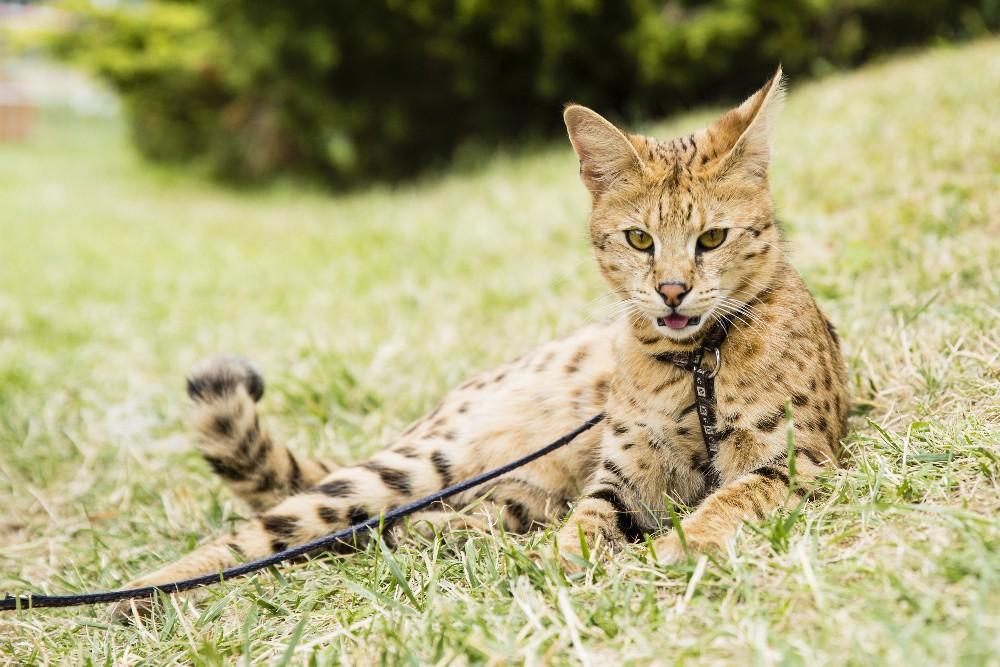 What is a Savannah cat? If you can get the Serval hybrid in the UK
