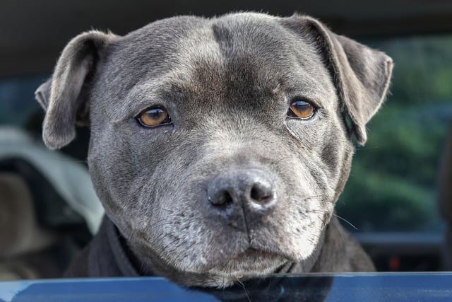 Also known as Staffies, Staffordshire Bull Terriers are the dog breed which is most reported stolen, with 287 thefts recorded in the UK between 2017 to 2021.