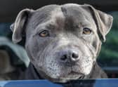 Also known as Staffies, Staffordshire Bull Terriers are the dog breed which is most reported stolen, with 287 thefts recorded in the UK between 2017 to 2021.