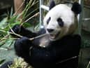 Male panda Yang Guang and his mate Tian Tian may have to return to China