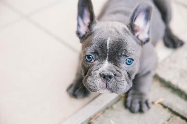 The breeds include pugs, French bulldogs and Persian cats.