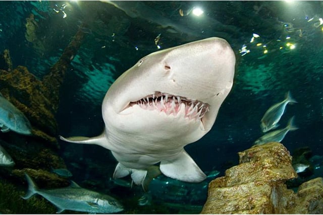 Take a dive and swim alongside 10ft sand tiger sharks, stingrays, and shoals of beautiful fish. This shark encounter can be experienced at Deep Sea World in North Queensferry, Fife, just a short drive from Edinburgh.