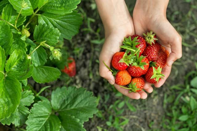 This is how you can sign up to pick fruit and vegetables (Photo: Shutterstock)