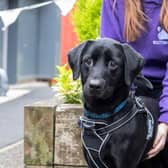 The Scottish SPCA says people should seek help with training or behaviour before deciding to give up a pet