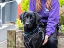 The Scottish SPCA says people should seek help with training or behaviour before deciding to give up a pet