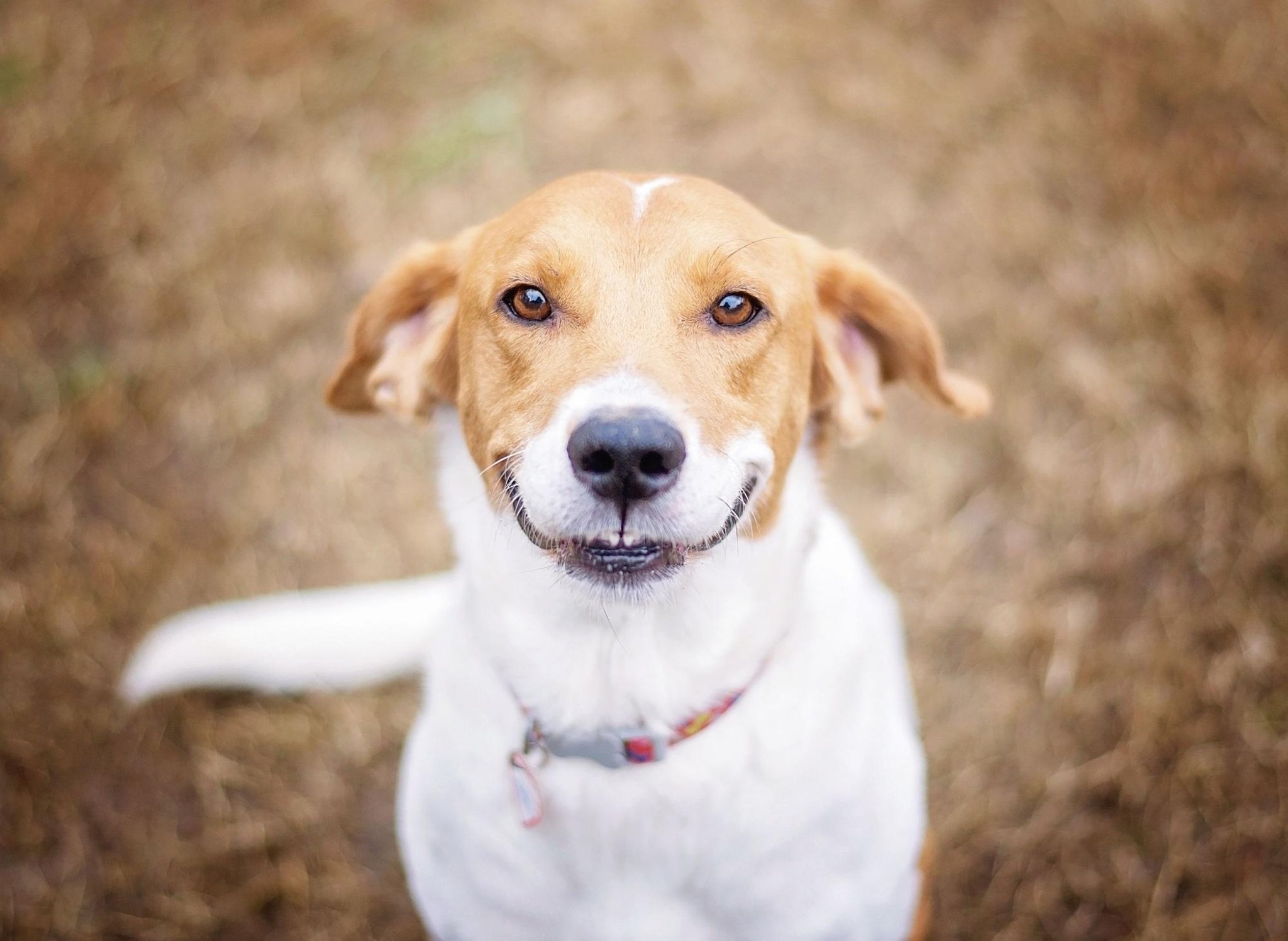 These are the 10 happiest breeds of adorable pet dog positive to bring bring pleasure to your dwelling