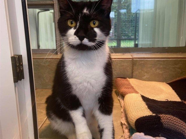 Sophia is a very friendly girl who will let you stroke her all day.