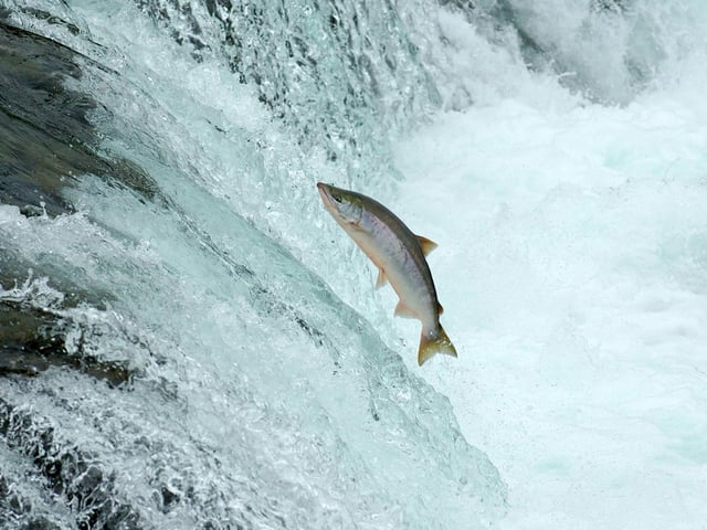 On Thursday, November 11, at 1pm, join scientist Dr Martin Lee Mueller, poet Torgeir Vassvik and folklorist and storyteller Tiril Bryn, for a performance of the acclaimed storytelling show 'Being Salmon, Being Human'. It takes the audience on a journey through the extraordinary lives of wild salmon and how it is impacted by industry and humanity.