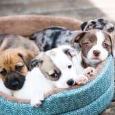 Demand for puppies has skyrocketed during quarantine - but so has puppy scams (Photo: Shutterstock)