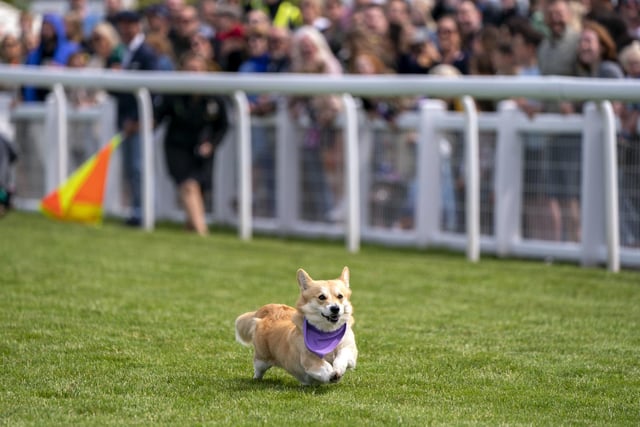 Georgie on her way to the finish line to win the first ever Corgi Derby.