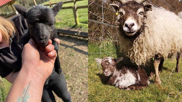 Two lambs, aged 48 hours and 72 hours old,  went missing from Almond Valley Heritage Centre (Photo: Almond Valley Heritage Centre).
