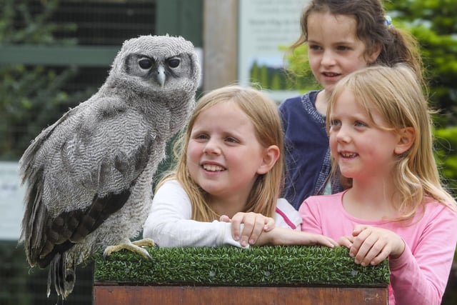The Scottish Owl Centre at Polkemmet Park near Whitburn features more than 140 owls, daily all-weather flying displays, hands-on education features, hold an owl photo opportunities, an adventure playground, picnic area and gift shop.
Photo: SWNS.