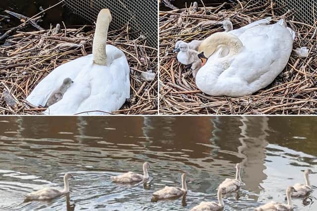 Over two months Paul has seen the 'little balls of fluffiness' develop into healthy cygnets. Photo: Paul Davidson @elementalPaul