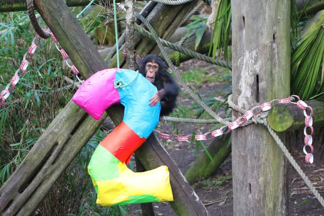 Masindi, a critically endangered Western chimpanzee who has celebrated her second birthday at Edinburgh Zoo.