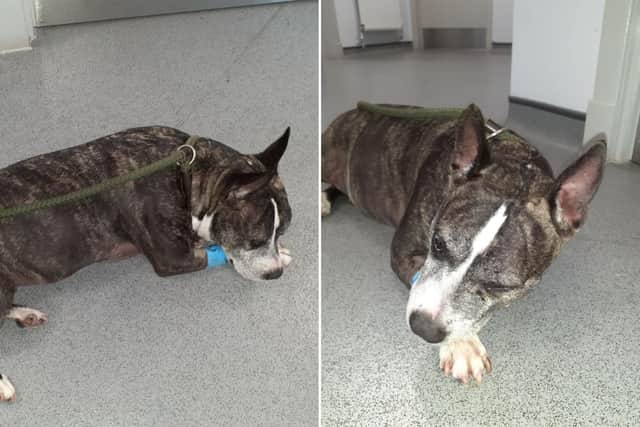 Edinburgh crime news: Man sentenced to 300 hours community service after being found guilty of acts of cruelty towards his Staffordshire bull terrier cross dog, Roxy