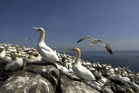 Bass Rock in East Lothian...one of the worlds largest gannet colonies and the unofficial 12th wonder of the wildlife world....