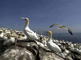 Bass Rock in East Lothian...one of the worlds largest gannet colonies and the unofficial 12th wonder of the wildlife world....