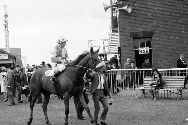 Gair Luce, the winner of the second race at Musselburgh Racecourse in June 1964.