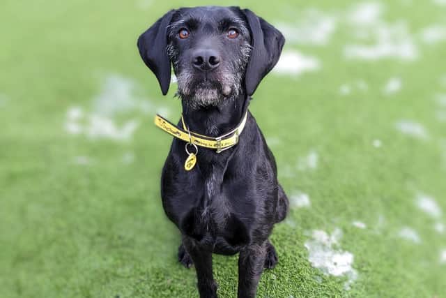 Edinburgh rescue dog Sadie is waiting for her forever home at Dogs Trust West Calder