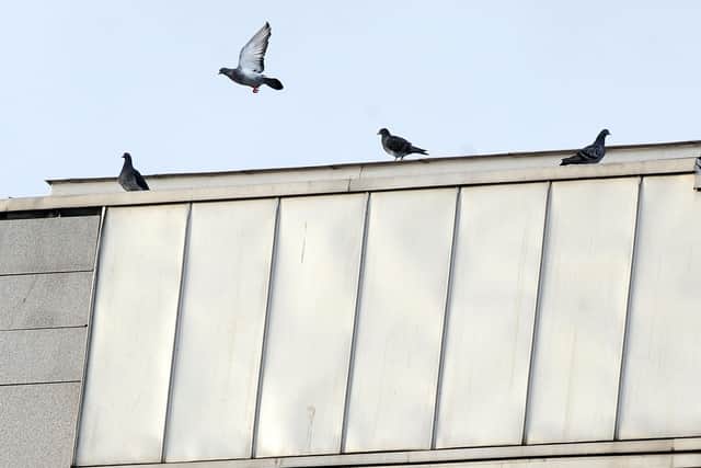 Pigeon number have fallen at the Scottish Parliament Pic Ian Rutherford