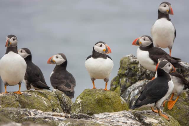 Puffins are known as the 'clowns of the sea' because of their bright colouring.