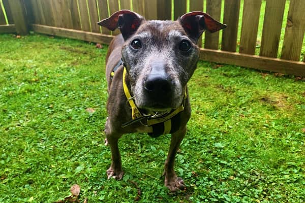 Grave the lovable Staffie is looking for her forever home