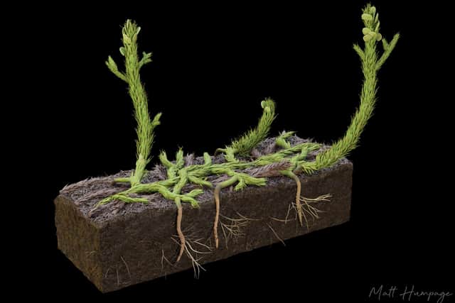An artist's reconstruction of the fossilised plant
