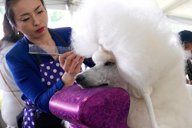 Young Choi grooms her Standard Poodle during the (Toy, Terrier and Non-Sporting) Breed Judging at the 146th Westminster Kennel Club Dog Show.