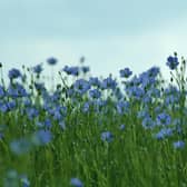 The blue flax flower was once a common site across Scotland with crops planted in huge volumes to support the country's linen industry. Creative Commons/Isamiga76