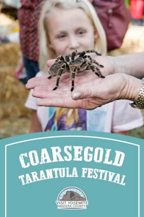Coarsegold Tarantula Festival USA