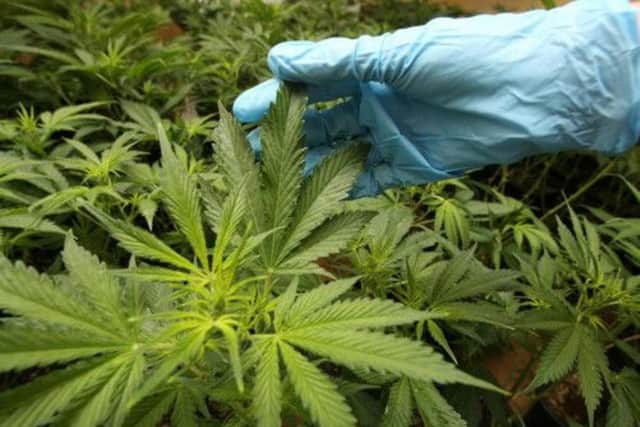 One raid led to the seizure of cannabis worth £86,000