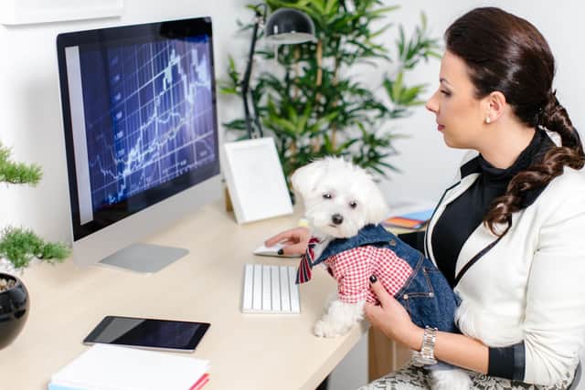 A few simple tips can make sure your four-legged friend settles quickly into your dog-friendly office.