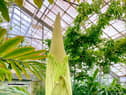 New Reekie: the spectacular Amorphophallus titanum (titan arum) is one of the star attractions at the Royal Botanic Garden Edinburgh 
Pic: RBGE / Saltire News