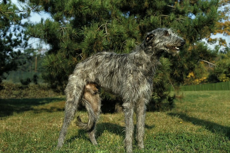 Originally bred to hunt red deer, the Scottish Deerhound stands at between 28-35 inches tall.