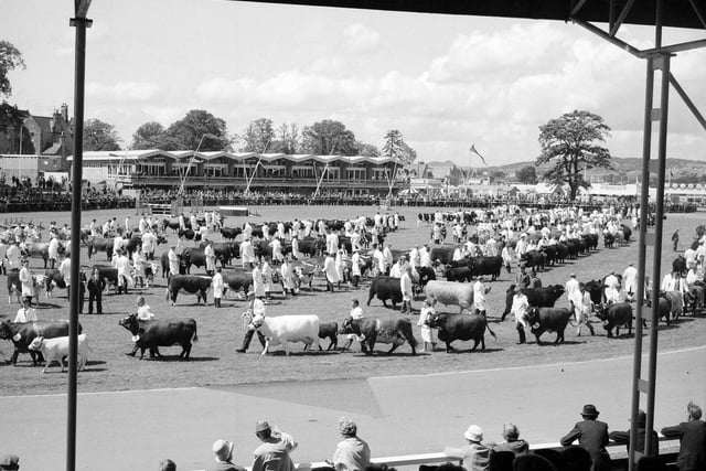 Cattle enter the parade ring at the Royal Highland Show in 1961.