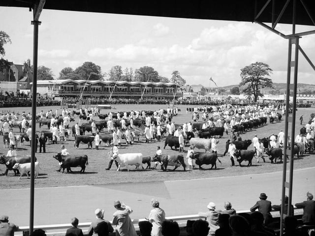 Cattle enter the parade ring at the Royal Highland Show in 1961.