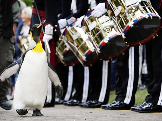 'Nils Olav' the penguin receives his knighthood from the Nowegian King's Guard at the Edinburgh zoo, on August 15, 2008. A penguin called Nils waddled into the history books Friday when he was knighted by a visiting royal Norwegian regiment in Scotland. The king penguin -- full name Nils Olav -- became the first black-and-white pint-sized Norwegian Sir with wings after inspecting the Norwegian King's Guard, over for Edinburgh's annual Military Tattoo.