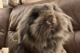Gilly Herbert said: "Rocky Rockstar, breed is Lionhead. He is the best pet because he is cute, cuddly and hangs out with the kids!"