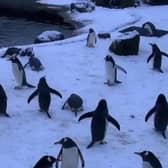The penguins were in their element! (Photo credit: Edinburgh Zoo)