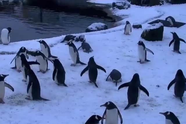 The penguins were in their element! (Photo credit: Edinburgh Zoo)