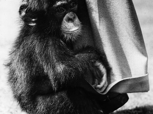 A close-up of a baby chimpanzee at Edinburgh Zoo July 1936.