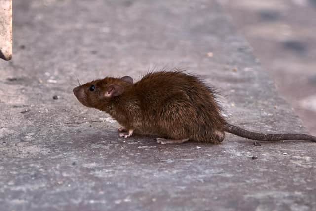 Pest control professionals have noted an increase in the number of rats in the Edinburgh area and have asked locals to be careful when discarding their Christmas scraps.