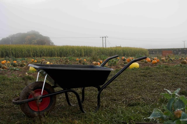 Stocks of wheelbarrows are provided to allow you to carry as many pumpkins as you wish; there's no limit!