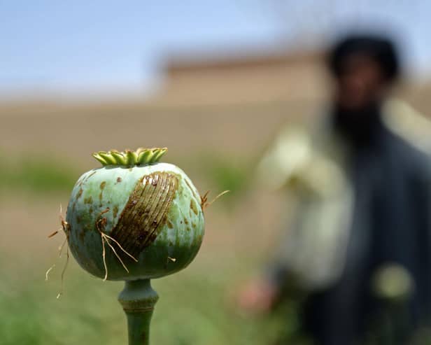 Taliban security personnel destroy a poppy plantation in Kandahar province